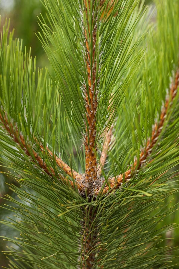 Pine Needles Abstract Background. Needles on a Pine Branch. Stock Photo