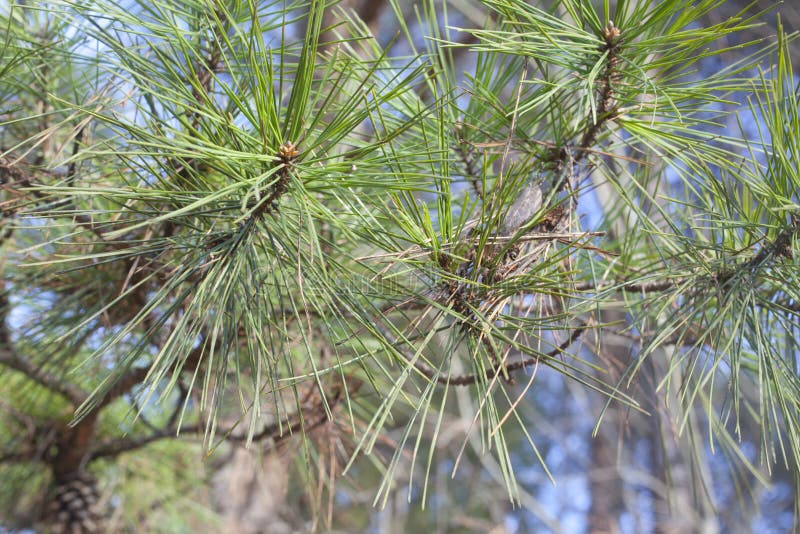 Pine Needles stock photo. Image of needles, outdoors 37178004