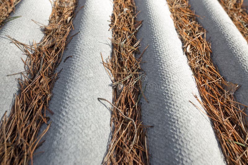 Pine Needles on the Roof Slate at Home Stock Photo Image of house