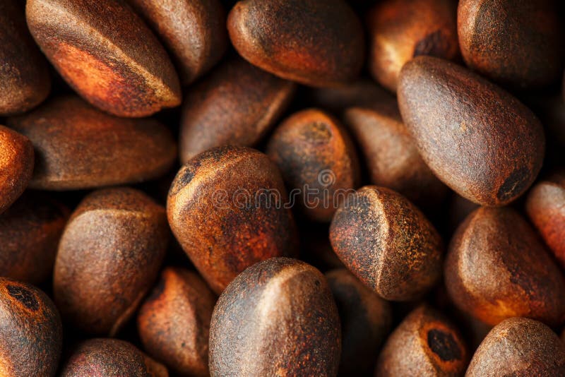 Pine nut in the shell close-up. Texture Macro. Delicious and healthy seeds, rich in protein and oils