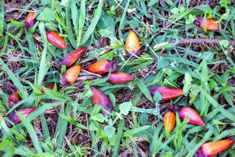Pine Nuts from the Paraná Pine (Araucaria Angustifolia) on the Ground
