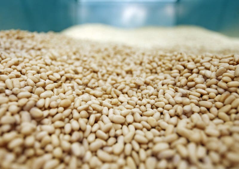 Pine Nuts Production Factory Stock Photo Image of agriculture