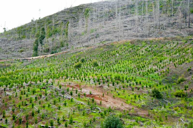 Pine Plantation stock photo. Image of natural, growth 256189858
