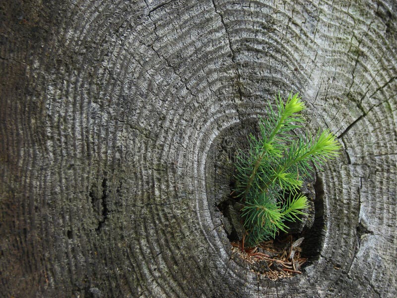 Pine regeneration