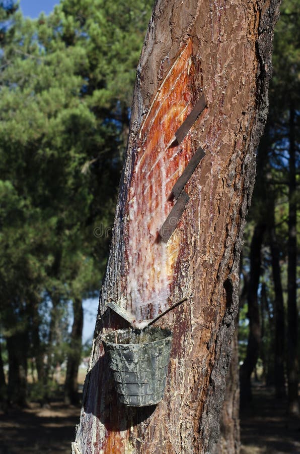 timberborn pine resin timberborn pine resin