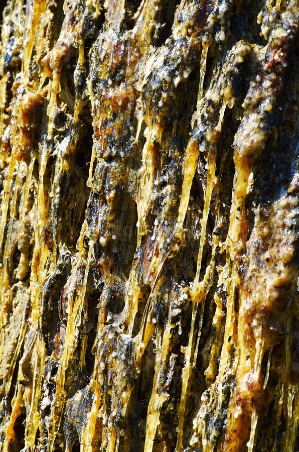 Pine resin stock image. Image of cabin, house, touch 32052627