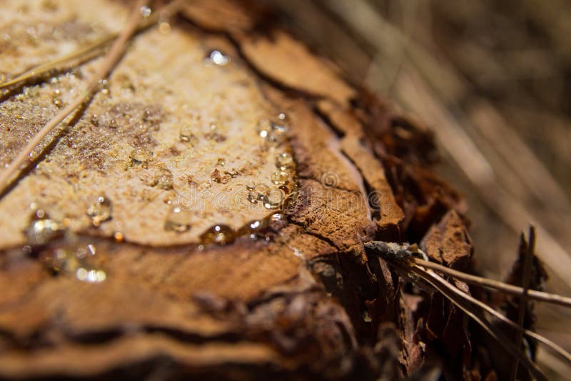 Pine resin stock photo. Image of drop, tree, trunk, canariensis 57420664