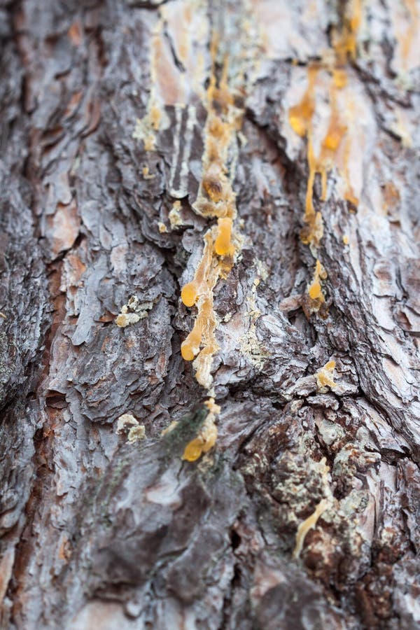 Pine resin stock photo. Image of texture, sticky, resin 111985290
