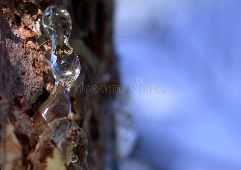 Pine Sap Pitch Resin 1