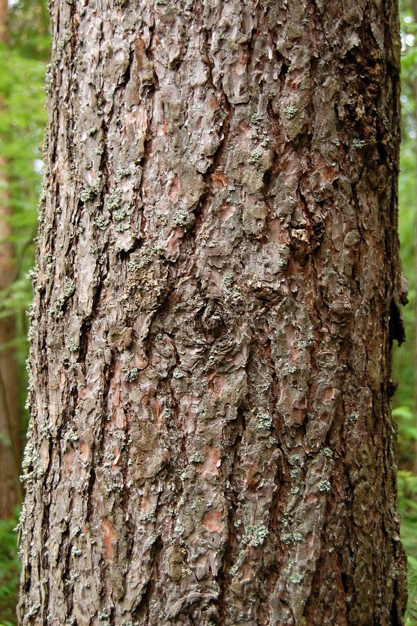 Pine skin