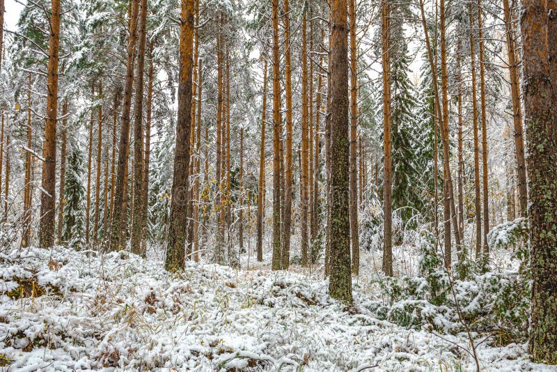 Pine and spruce trees are covered with snow. Forest, winter landscape. Finland