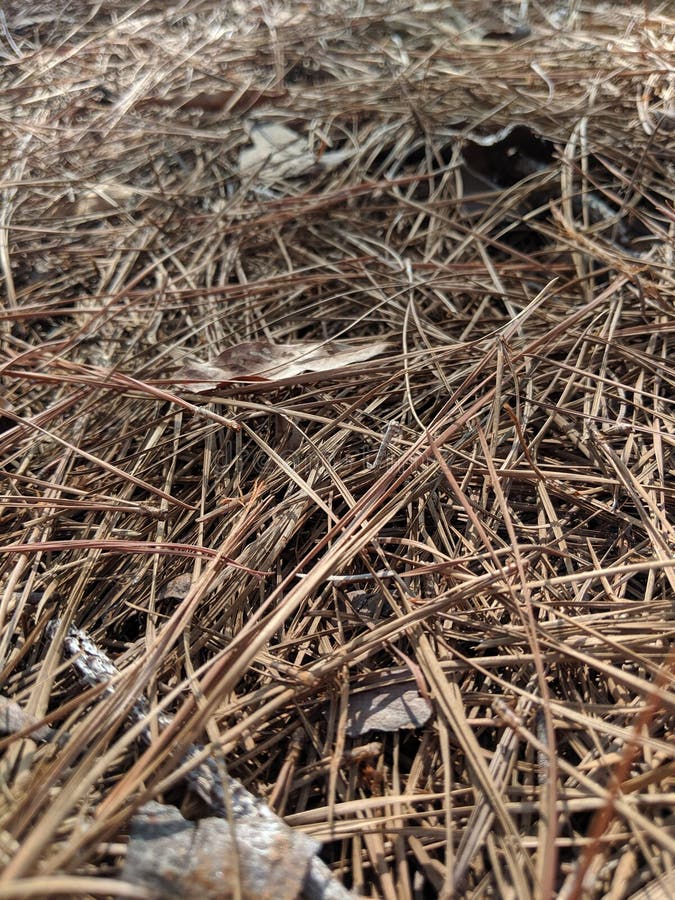Pine straw on ground stock photo. Image of straw, ground 158471082