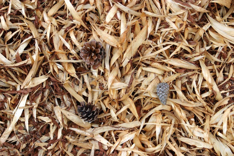 Pine Strippings Background royalty free stock images