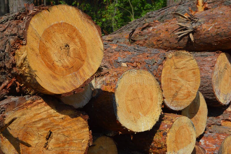 Pine Timber Logs Stacked Fresh Cut Pine Wood and Tree Trunk Cross Sections royalty free stock image