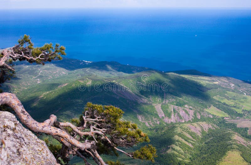 Pine on the top of Demerdzhi