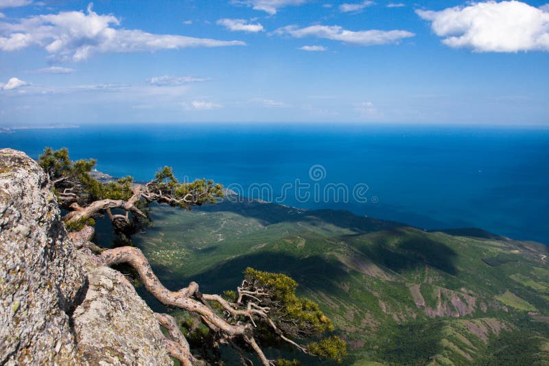 Pine on the top of Demerdzhi