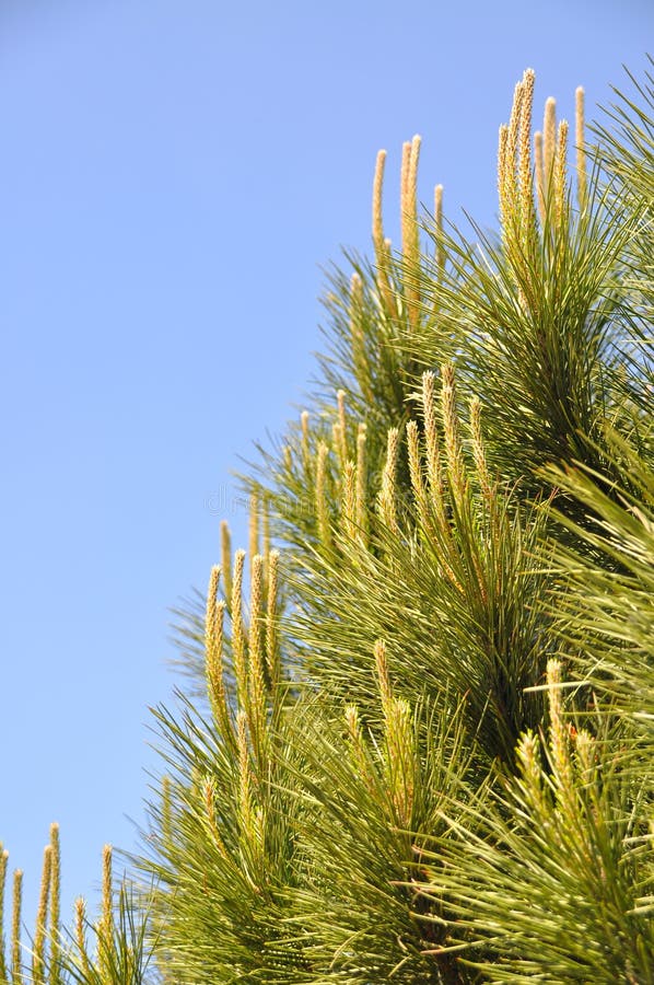 Pine tree