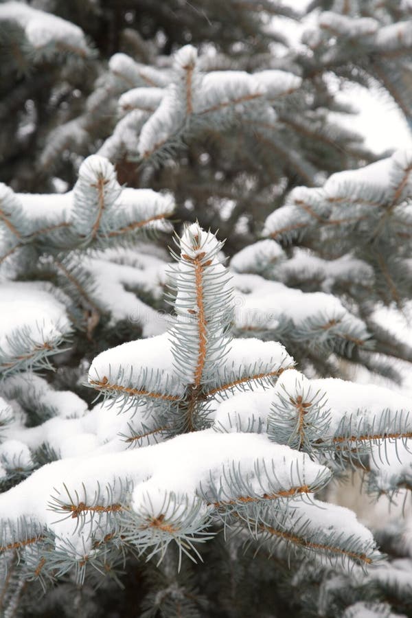 Pine-tree royalty free stock photography