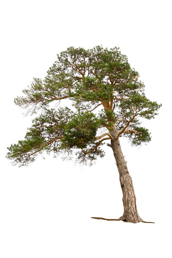 Pine tree stock images