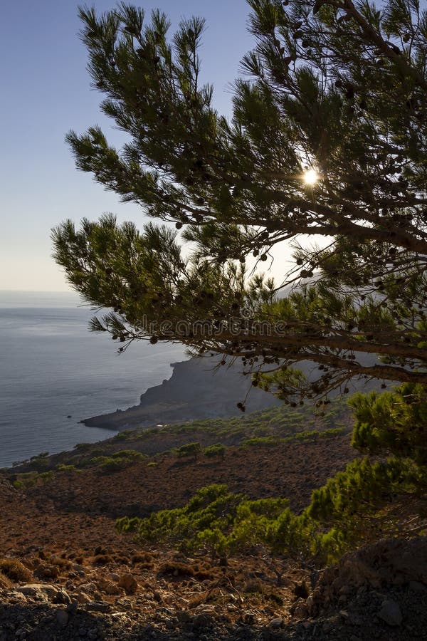 Pine Tree in Afternoon Sun on Southern Coast of Crete royalty free stock images Pine Tree in Afternoon Sun on Southern Coast of Crete royalty free stock images