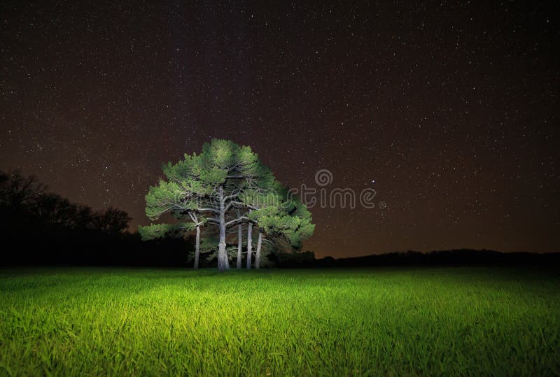 Pine Tree Against Starry Night Sky Stock Photo Image of forest, night
