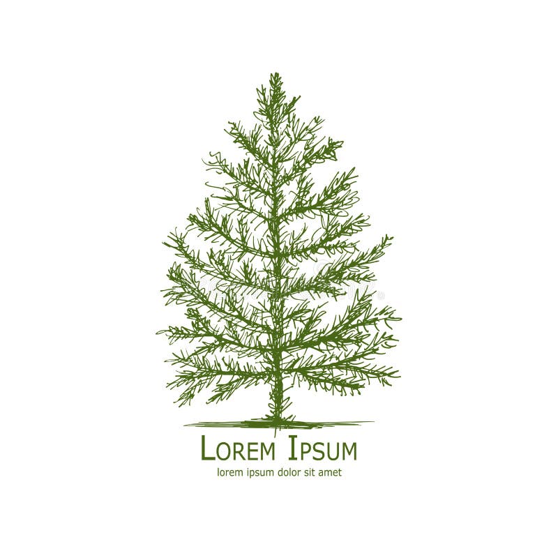 Pine tree, art sketch for your design stock illustration Pine tree, art sketch for your design stock illustration