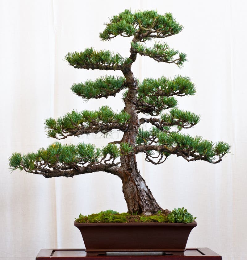 Pine tree as bonsai stock photo. Image of tree, branches 16116016