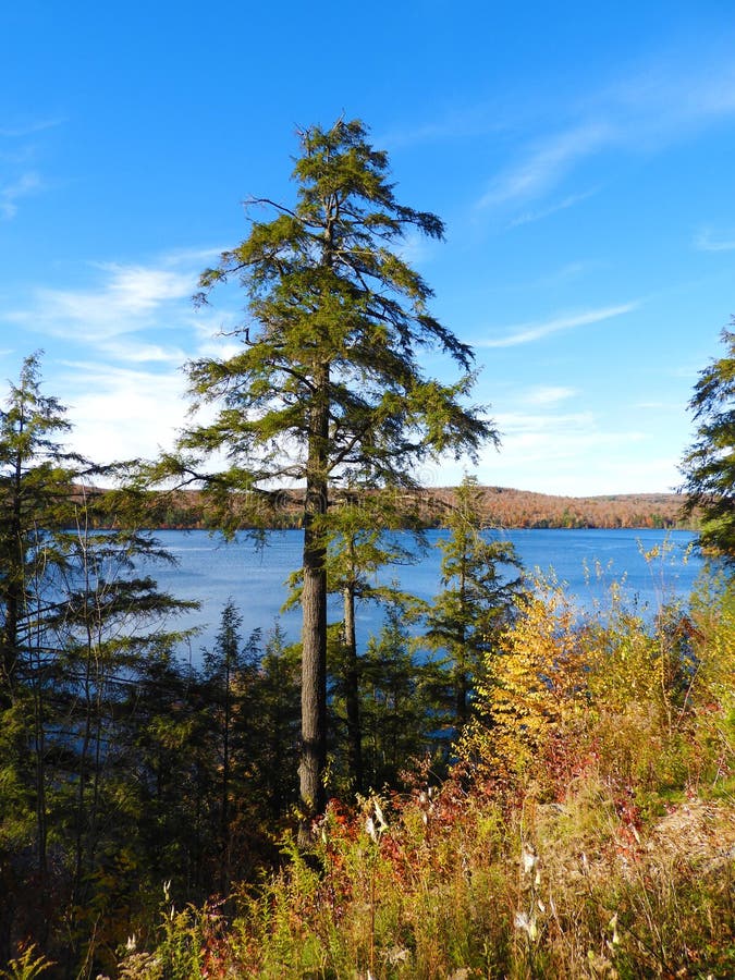 Pine Tree Overlooks Autumn Vista in Adirondacks Stock Image - Image of