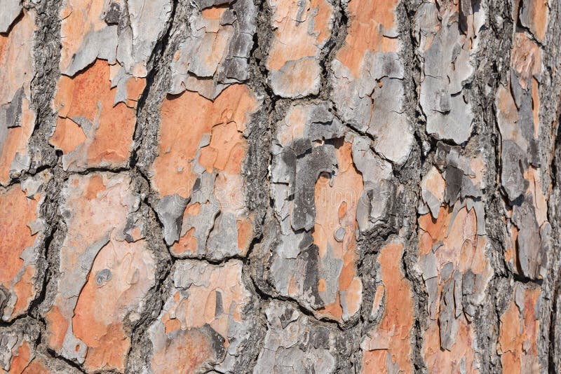 Pine tree bark background detailled background. Pine tree bark background detailled background