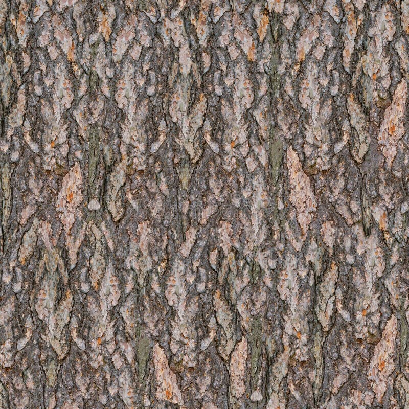 Pine Tree Bark Seamless Texture Stock Image - Image of pattern, tree:  164150827