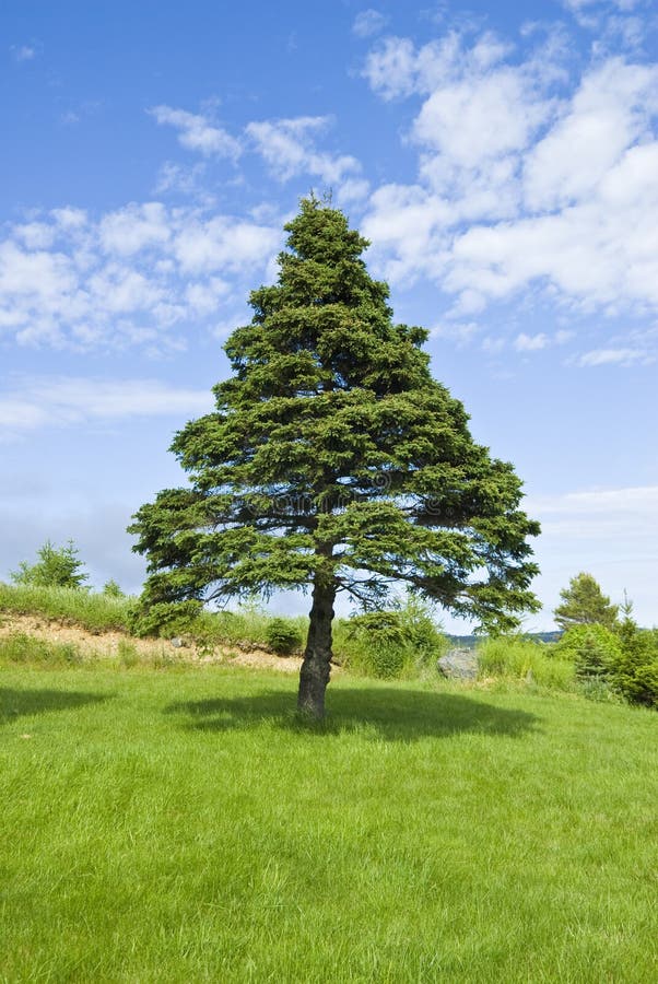 Pine Tree and Blue Sky