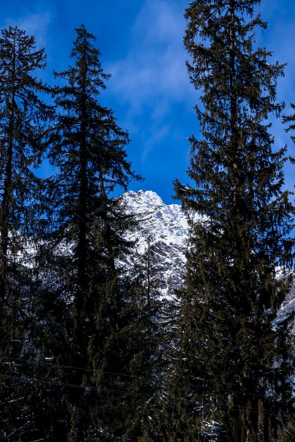 Pine Tree on Both Sides of the Frame and Snowcovered Mountain in the