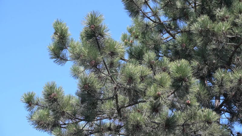 Pine tree branch in a close view