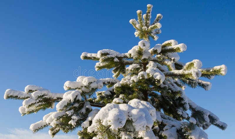 Pine tree covered with snow. stock photo