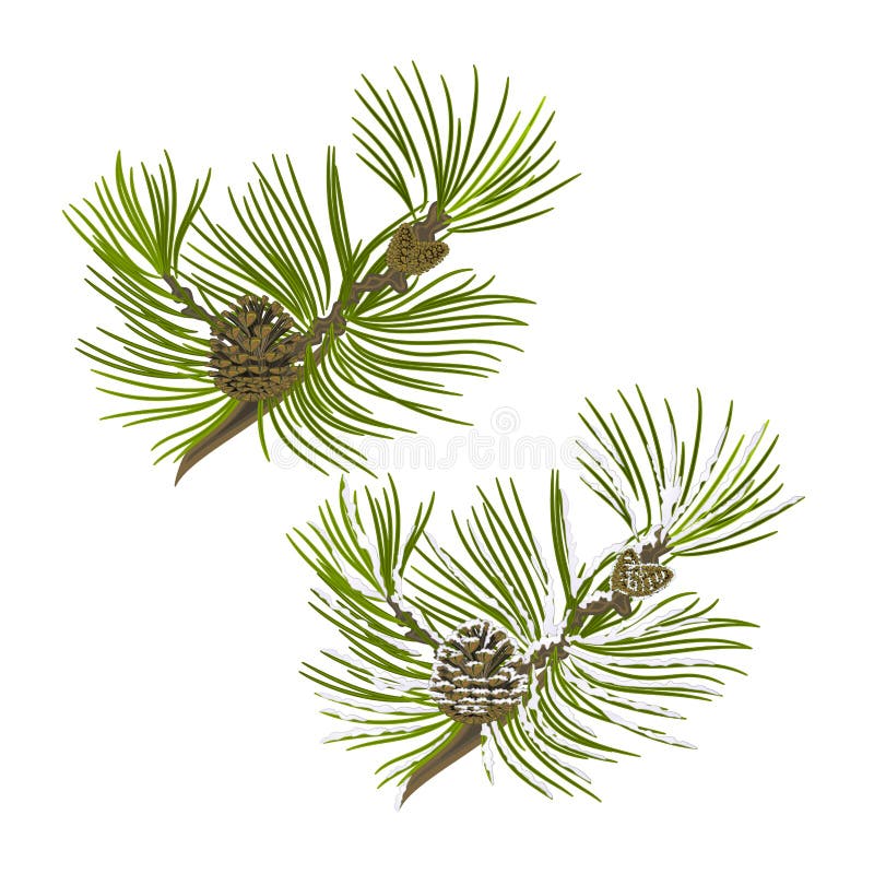 Pine Tree Branch With Pine Cones With Snow Vector Stock ...