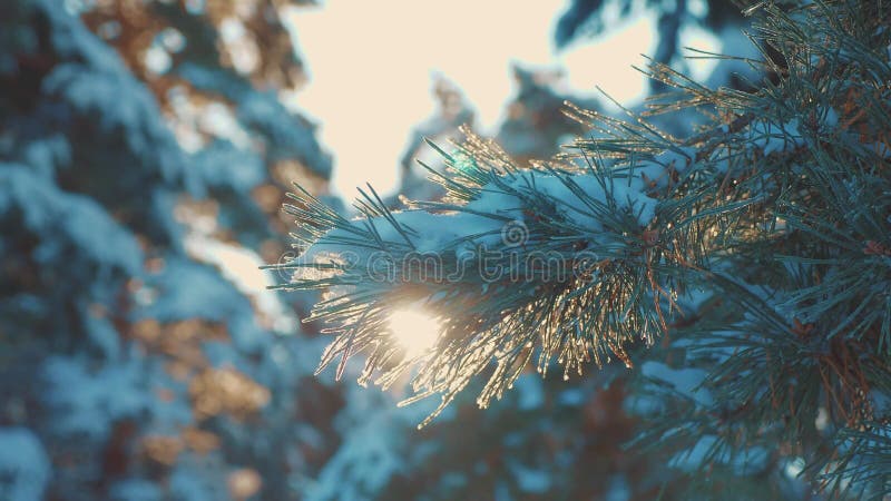 Pine tree branch sunlight glare winter landscape during sunset. winter pine the sun forest in the snow sunlight movement