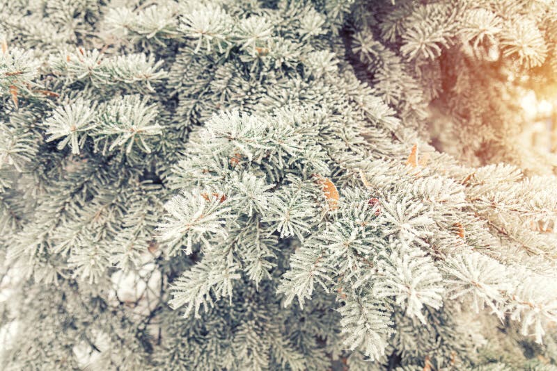 Pine tree branches covered with hoarfrost