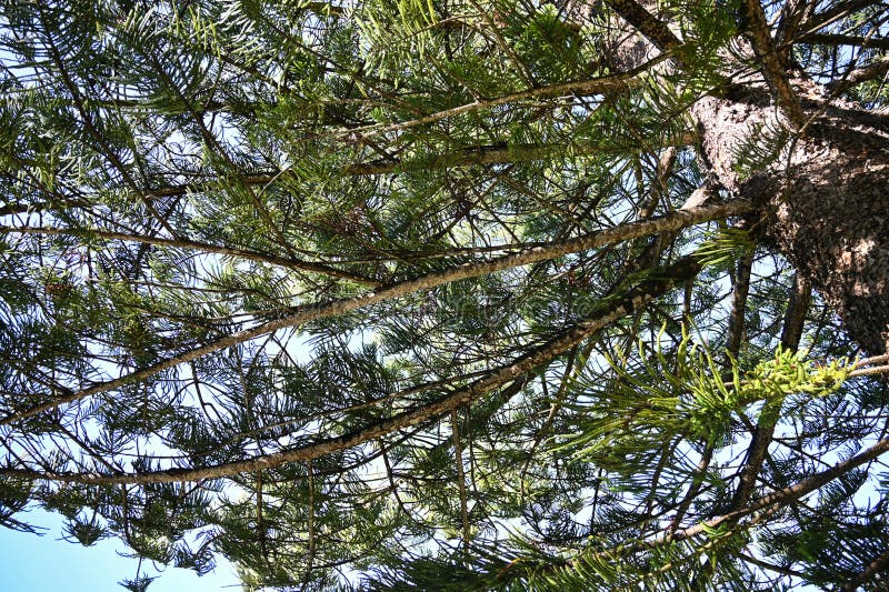 Pine tree branches with green needles against blue sky royalty free stock images