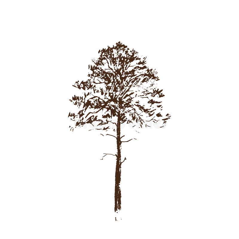 picture Minimalist Redwood Tree Drawing pine tree black line drawing isolated