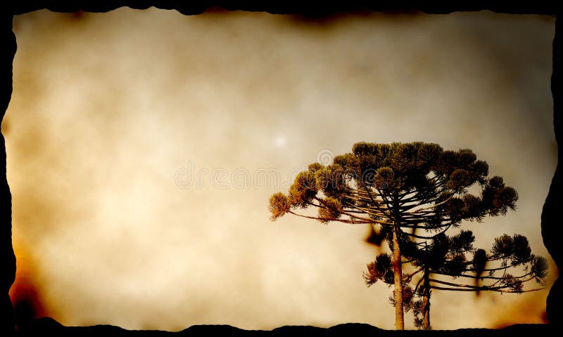 Pine tree in canvas