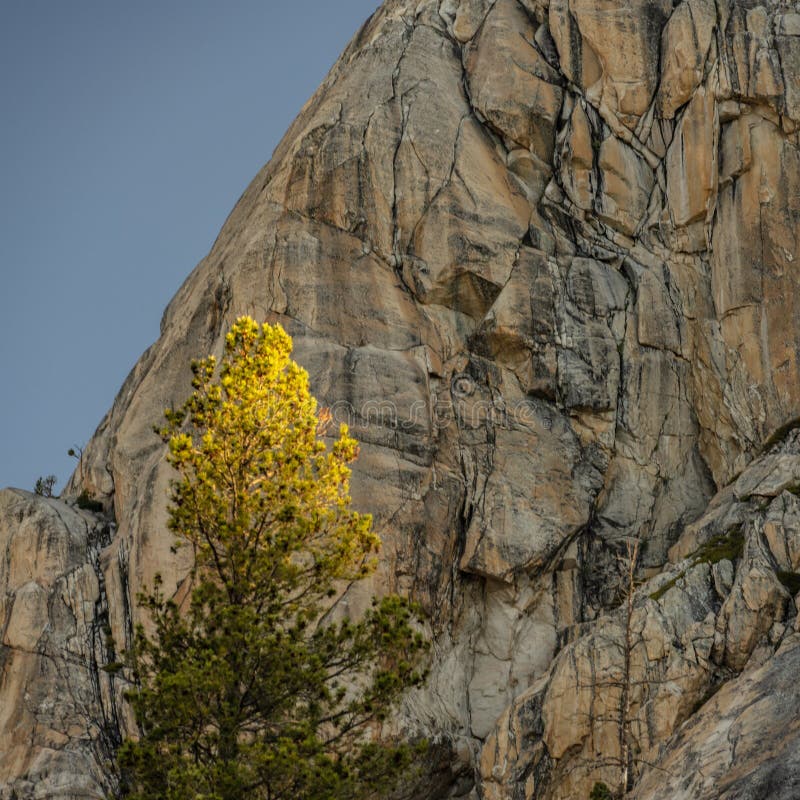 Pine Tree Catches Sunllight In Front Of Detailed Granite Wall Texture in Yosemite National Park