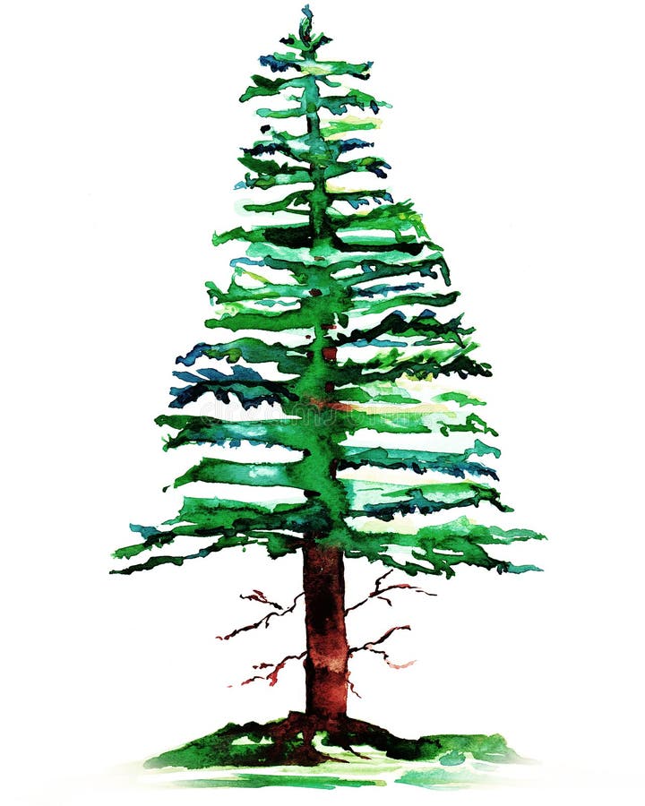Pine tree stock illustration Pine tree stock illustration