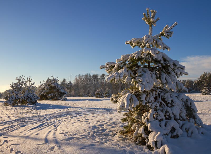 Pine tree covered with snow. stock photography