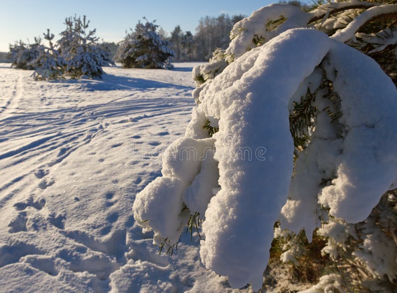 Pine tree covered with snow. stock image