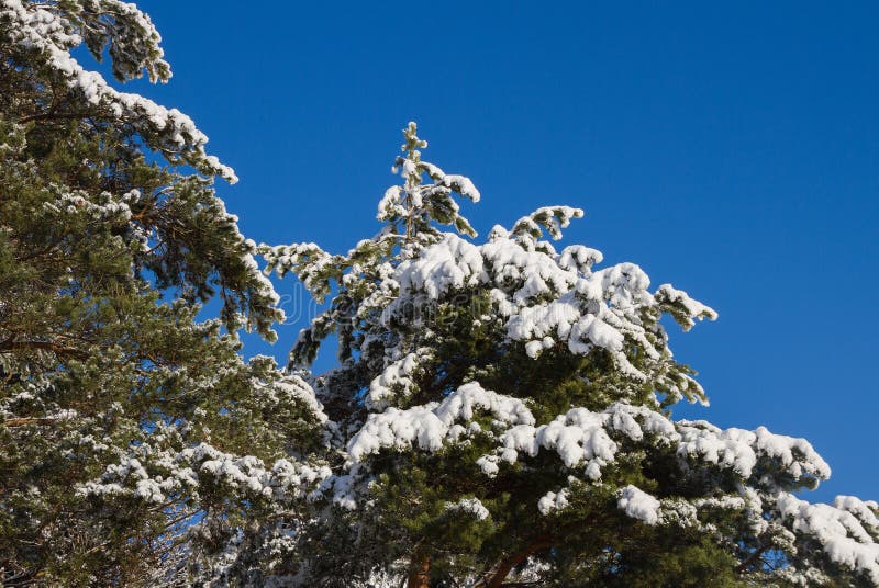Pine tree covered with snow. stock images