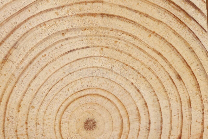 Pine tree cut texture. stock image. Image of spiral 225757367