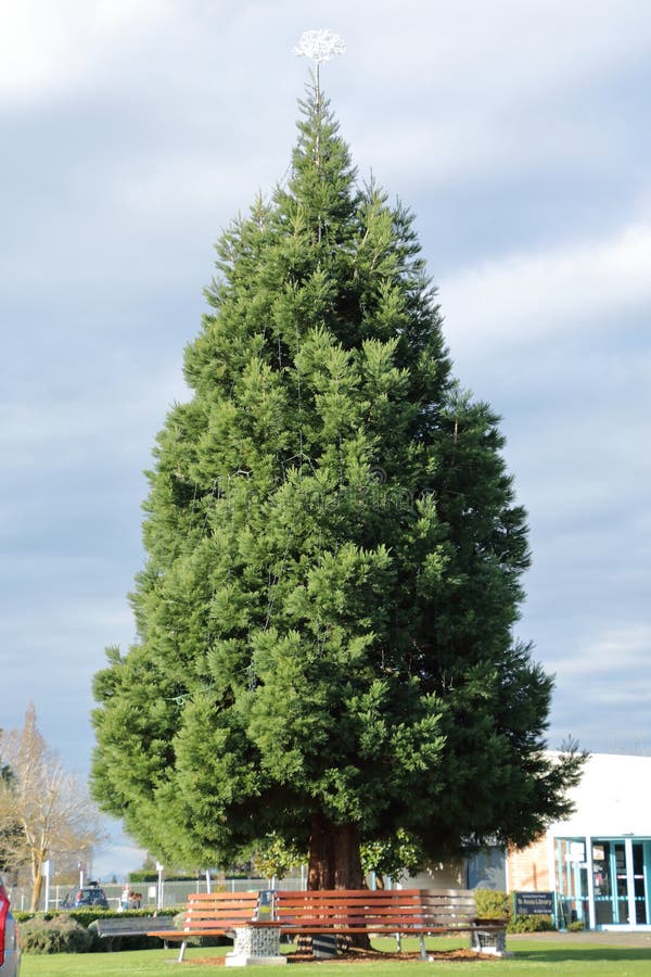 Pine tree stock image. Image of christmas, grow, environment 46185069