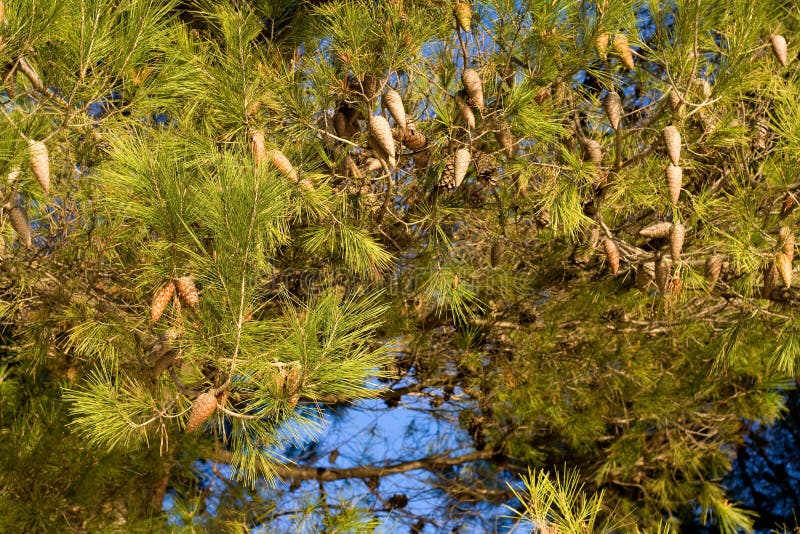 Pine tree detail stock image