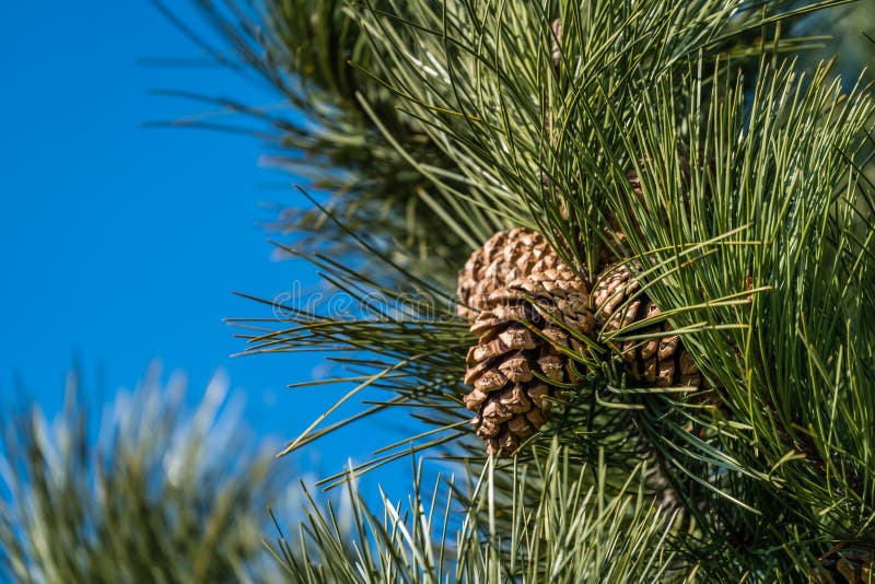 Pine tree detail in summer stock image. Image of growing 111678165