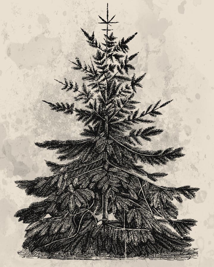 Christmas tree Pine Drawing, green leaves wood, white, leaf png | PNGEgg